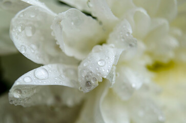 Macro Shot of White Dew Covered Petals in Soft Focus