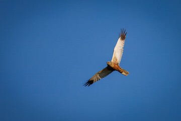 An adult male western marsh harrier flies in the blue sky on a sunny summer evening with copyspace.	