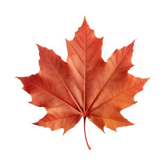 Obraz premium Autumn maple leaf asset, vibrant, single, on transparent background