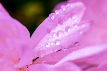 Close up of pink chrysanthemum showing soft petal textures