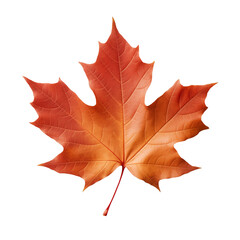 Obraz premium Autumn maple leaf asset, vibrant, single, on transparent background