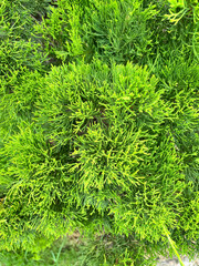 green fern background, Close up shot of vibrant green pine tree leaves, pine branch needles close view, seamless evergreen foliage texture