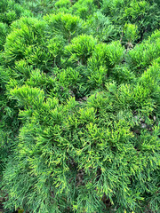 close up of fir tree, loseup green hedge plant in garden, Green leaves with natural pattern...