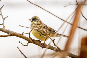 枝にとまるアオジ