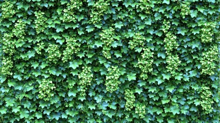 Lush Green Ivy Wall