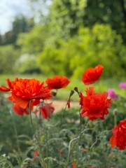 red poppies in the garden