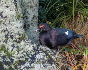 portrait of a muscovy duck 