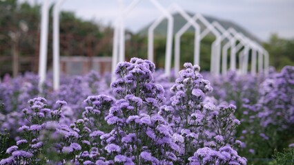 Beautiful purple chrysanthemums flowers field with white arch and mountain in background.