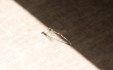 Delicate damselfly resting on a sunlit surface with sharp shadow. Lestes sponsa damselfly with long...