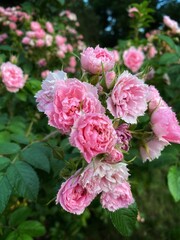 Close up of a pink roses in the garden