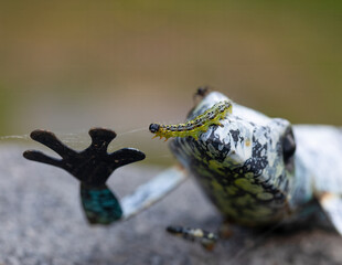 Caterpillar 