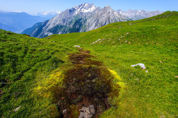 Source d'eau dans une prairie alpine au printemps.