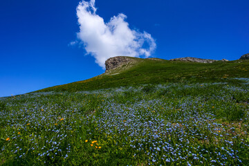 Prairie de myosotis alpestres au printemps.
