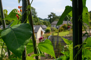Runner bean plants growing up canes in a vegetable garden. Gardener ties up the trailing new...
