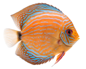 A vibrant orange and blue discus fish with intricate patterns swims gracefully. The fish has a round body and a distinctive dorsal fin, set against a transparent background.