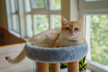A British ginger cat lies on a scratching post.