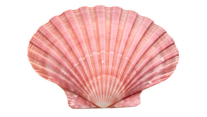 Fototapeta premium A pink scallop shell with distinct ridges and a smooth surface. The shell is displayed against a transparent background, highlighting its natural beauty.