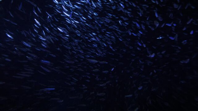 The camera glides forward through a shimmering cloud of fish swirling in hypnotic spirals inside a blue-lit underwater cave, revealing the glowing exit ahead.