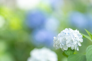 紫陽花