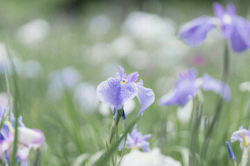 花菖蒲