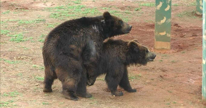 A pair of bears mating
