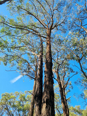Beautiful tall eucalypt tree with a blue sky. Taken near the Edward Hunter Bush Reserve Moe Victoria