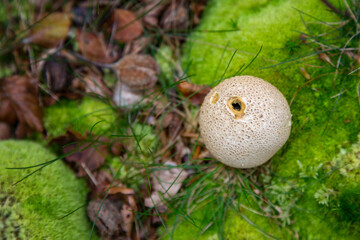 Common earthball fungus, Scleroderma citrinum, overhead view, in the New Forest, Hampshire, UK....