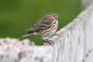 Pipit farlouse,Anthus pratensis, Meadow Pipit