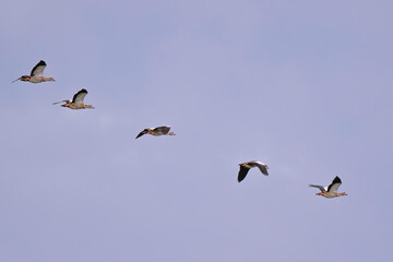 Ouette d'Égypte, Alopochen aegyptiaca, Egyptian Goose,