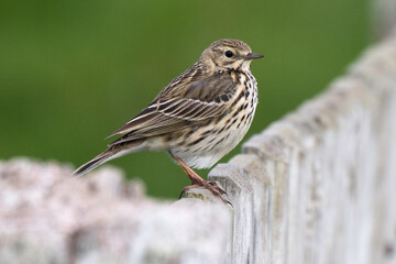 Pipit farlouse,
Anthus pratensis, Meadow Pipit
