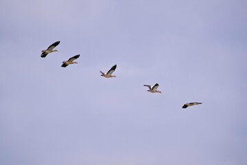 Ouette d'&Eacute;gypte, Alopochen aegyptiaca, Egyptian Goose,