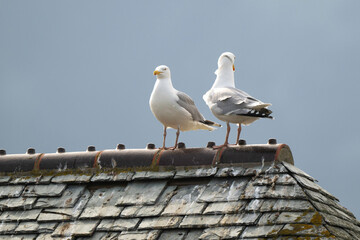 Go&eacute;land argent&eacute;, Larus argentatus, European Herring Gull, toit en ardoise