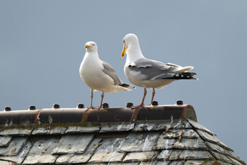 Goéland argenté, Larus argentatus, European Herring Gull, toit en ardoise