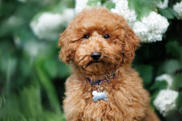 Fototapeta premium cute miniature poodle puppy portrait outdoors in a collar with id tag