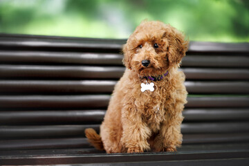miniature poodle puppy sitting on a bench in a collar with id tag