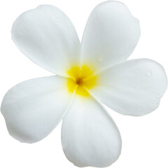 White frangipani flower isolated on white background