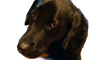 Labrador schwarz trauriger Blick, Labrador black sad look