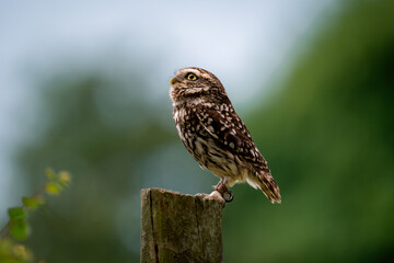 Little owl sitting on fence