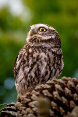 little owl sitting on pinecones