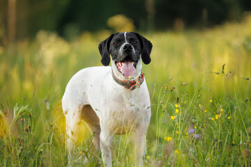 happy black and white pointer dog portrait outdoors