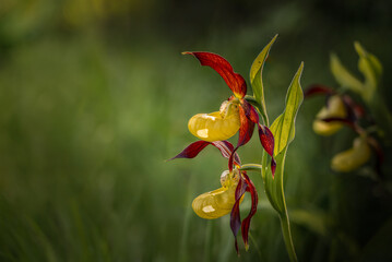 Obraz premium Exotic yellow and red Lady Slipper orchid in lush green woodland