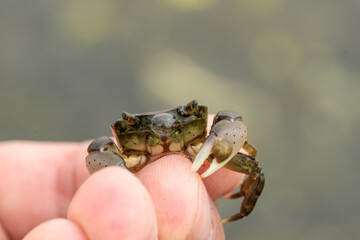 crab in hand on the background of water