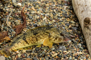 Grouper on the pebble beach with fallen leaves