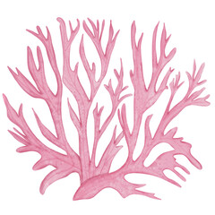 Ocean Animal Vector Watercolor with starfish,Shell and Coral under the Water Life,Illustration 