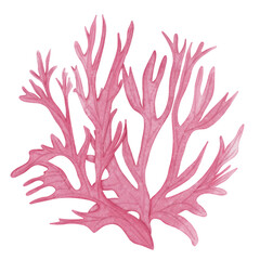 Ocean Animal Vector Watercolor with starfish,Shell and Coral under the Water Life,Illustration 
