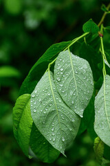 Green leaves with drops of water