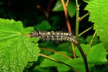 Caterpillar on a green leaf in the garden
