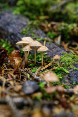 Mushrooms growing on a tree trunk in the forest