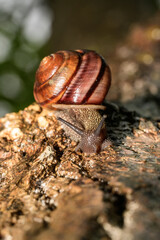 Snail crawls on a tree in the forest