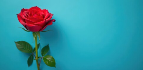 Single elegant red rose, vibrant blue backdrop, artistic floral still life , flower, studio shot